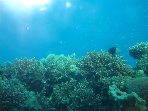 115-Кораллы, Лена
